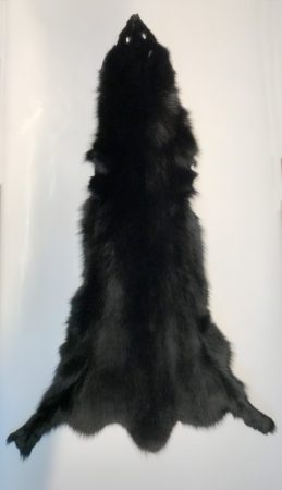 Dyed black fox
